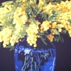 Le mimose - 2004, cm. 100x100